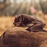 Fladdermus på en hand, en potentiell bärare av marburgvirus.