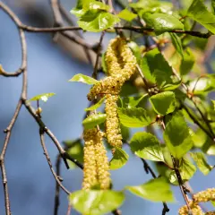 Björkpollen hänger i luften, en vacker men besvärlig syn för den med pollenallergi och ont i leder.