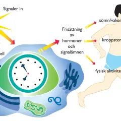 Diagrammet visar hur solljus påverkar en klockcell som reglerar vår cirkadiska rytm, vilket i sin tur styr sömn, kroppstemperatur och fysisk aktivitet.