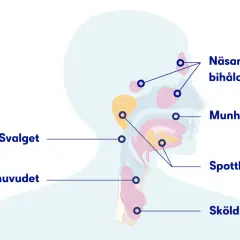 Illustration av huvud och hals med markerade områden som näsa, munhåla, spottkörtlar och struphuvud. Känns det som det kliar i halsen?