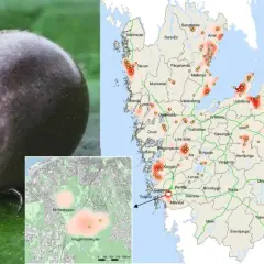 En fästing på ett blad. Kartor visar TBE-fall i Sverige, med områden där många drabbas. Det är viktigt att veta hur många får TBE varje år.
