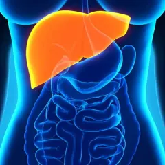 Illustration av en mänsklig torso med organ. Levern lyser i orange, vilket kan symbolisera behovet av hepatit b behandling.