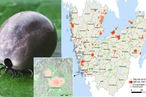 En fästing på ett blad. Kartor visar TBE-fall i Sverige, med områden där många drabbas. Det är viktigt att veta hur många får TBE varje år.