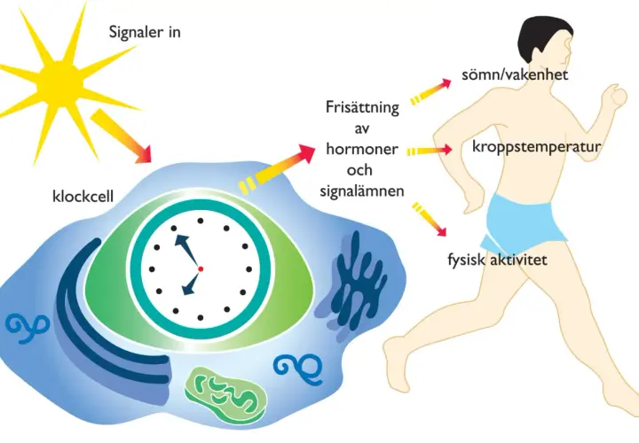 Diagrammet visar hur solljus påverkar en klockcell som reglerar vår cirkadiska rytm, vilket i sin tur styr sömn, kroppstemperatur och fysisk aktivitet.