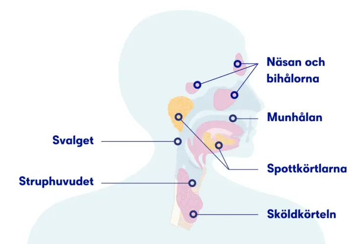 Illustration av huvud och hals med markerade områden som näsa, munhåla, spottkörtlar och struphuvud. Känns det som det kliar i halsen?