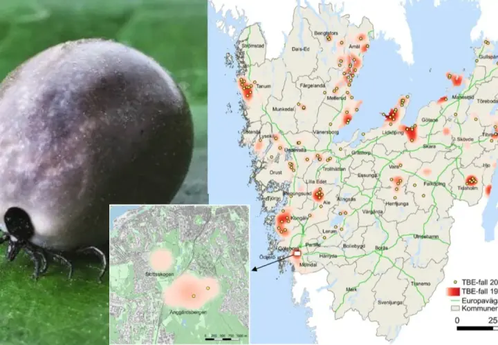 En fästing på ett blad. Kartor visar TBE-fall i Sverige, med områden där många drabbas. Det är viktigt att veta hur många får TBE varje år.