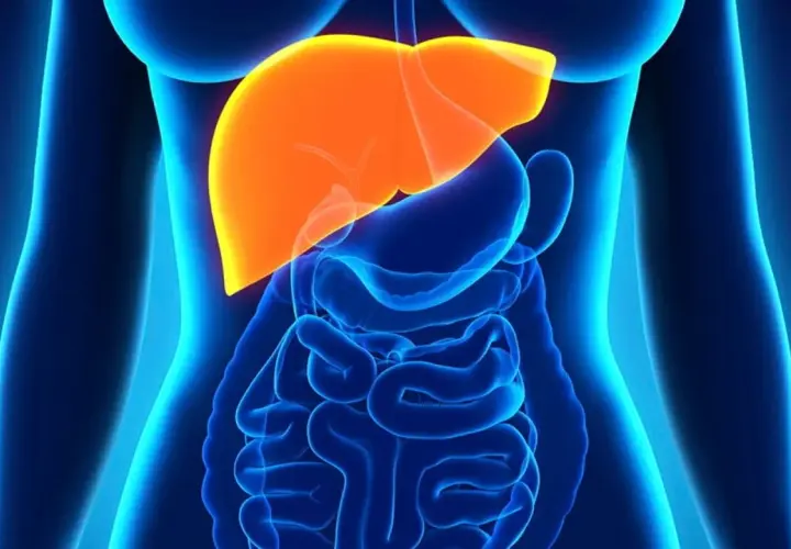 Illustration av en mänsklig torso med organ. Levern lyser i orange, vilket kan symbolisera behovet av hepatit b behandling.