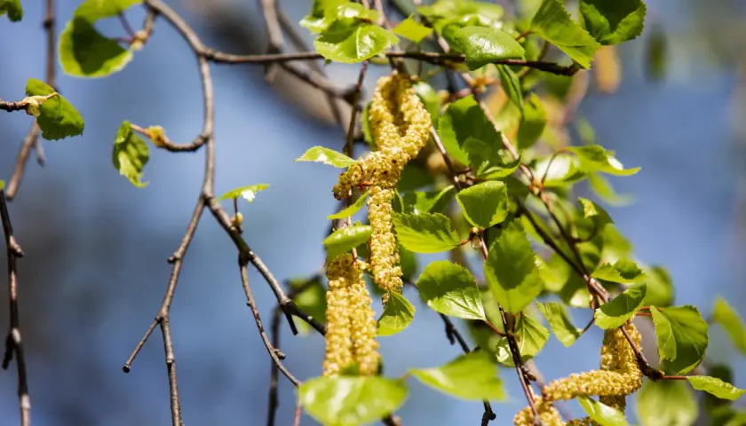 Björkpollen hänger i luften, en vacker men besvärlig syn för den med pollenallergi och ont i leder.