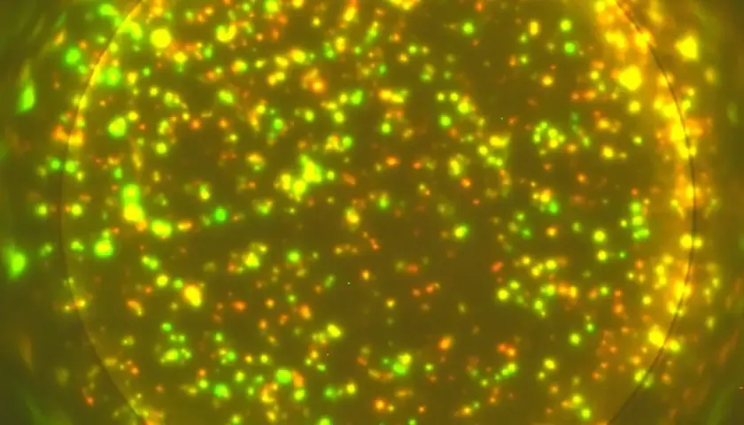Mikroskopisk bild av lysande t-celler, vissa gröna, andra orange, som svävar i en mörk vätska.