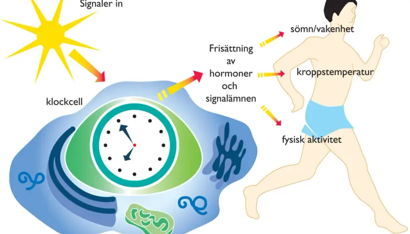 Diagrammet visar hur solljus påverkar en klockcell som reglerar vår cirkadiska rytm, vilket i sin tur styr sömn, kroppstemperatur och fysisk aktivitet.