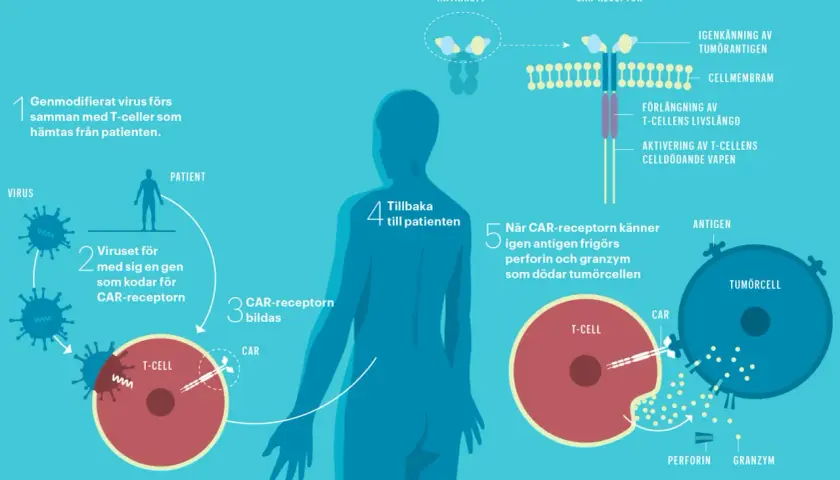 Illustration av hur immunterapi mot cancer fungerar: T-celler modifieras för att känna igen och döda cancerceller.