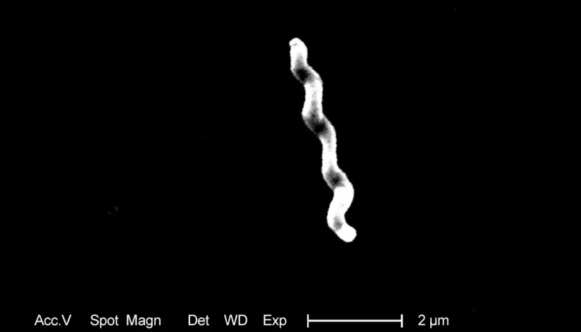 Elektronmikroskopisk bild av en spiralformad bakterie, potentiellt relevant för campylobacter behandling.