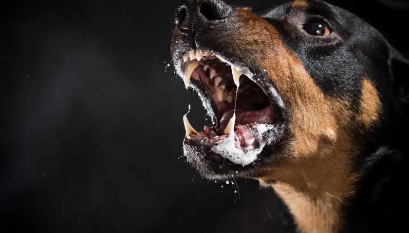 En hund med skummande mun och blottade tänder, ett potentiellt tecken på rabies symtom.