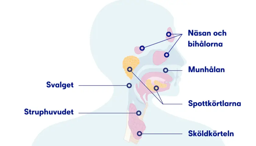 Illustration av huvud och hals med markerade områden som näsa, munhåla, spottkörtlar och struphuvud. Känns det som det kliar i halsen?