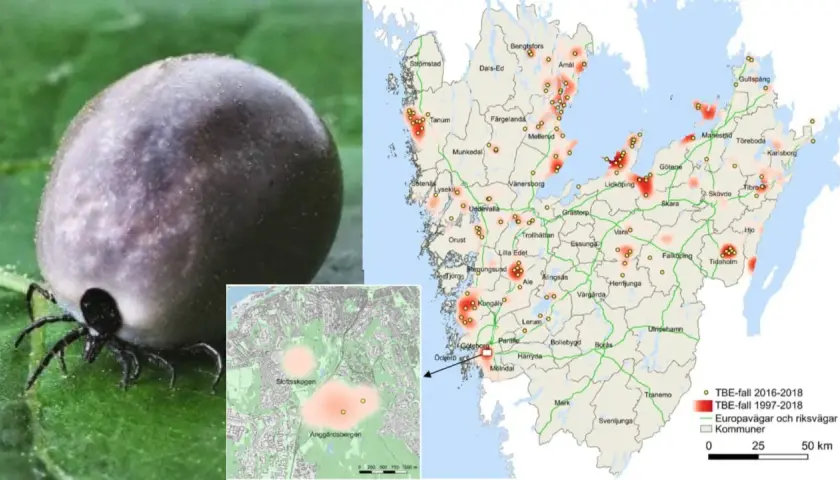 En fästing på ett blad. Kartor visar TBE-fall i Sverige, med områden där många drabbas. Det är viktigt att veta hur många får TBE varje år.
