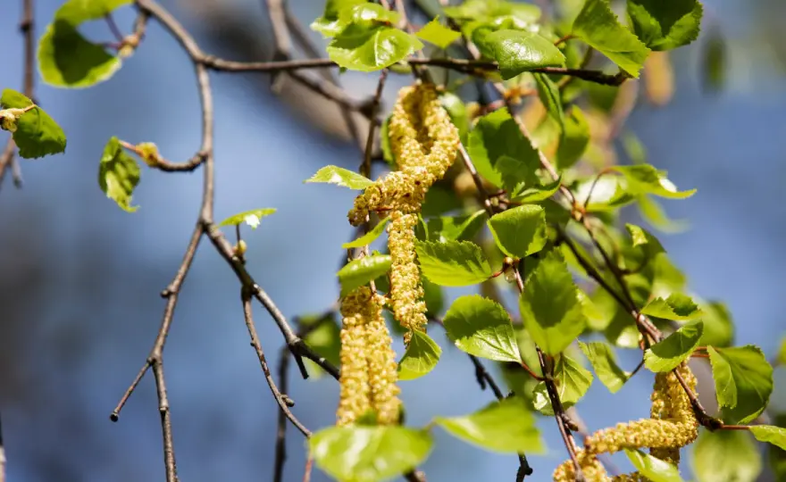Pollenallergi och ledvärk - så skiljer du besvären