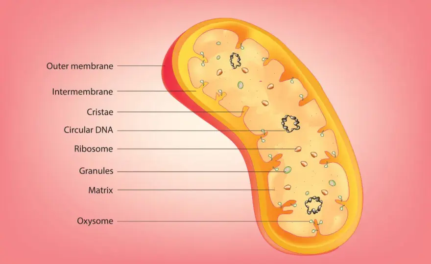 Mitokondriella sjukdomar - symtom, ärftlighet och diagnos