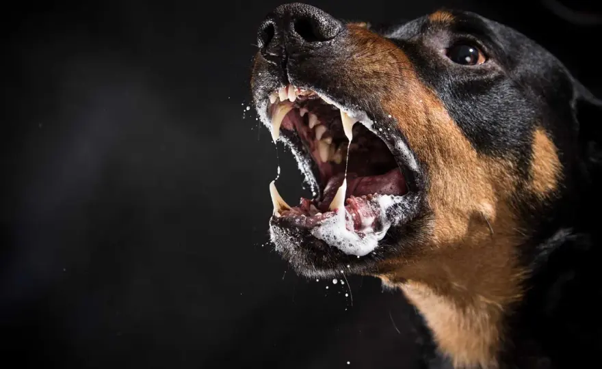 Rabies symtom efter bett - vad ska du göra?