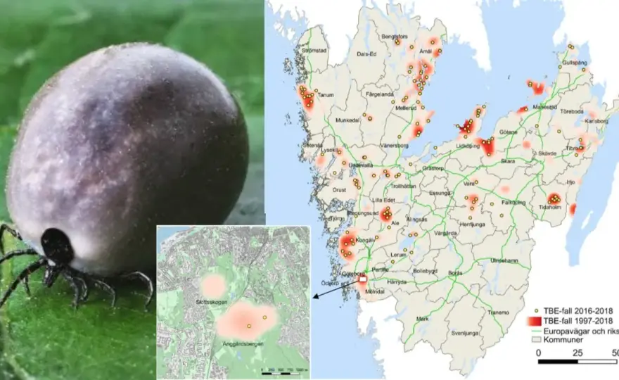 Hur många får TBE varje år? Så ser risken och skyddet ut