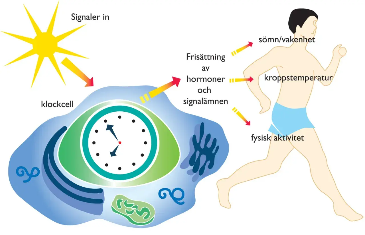 Diagrammet visar hur solljus påverkar en klockcell som reglerar vår cirkadiska rytm, vilket i sin tur styr sömn, kroppstemperatur och fysisk aktivitet.