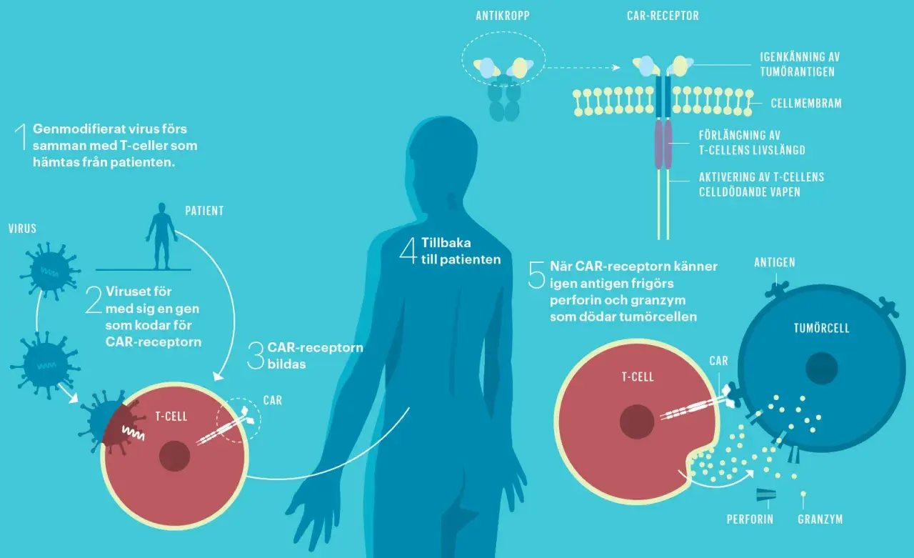 Illustration av hur immunterapi mot cancer fungerar: T-celler modifieras för att känna igen och döda cancerceller.