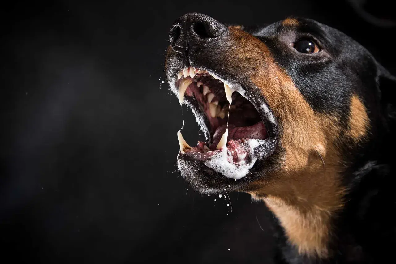 En hund med skummande mun och blottade tänder, ett potentiellt tecken på rabies symtom.
