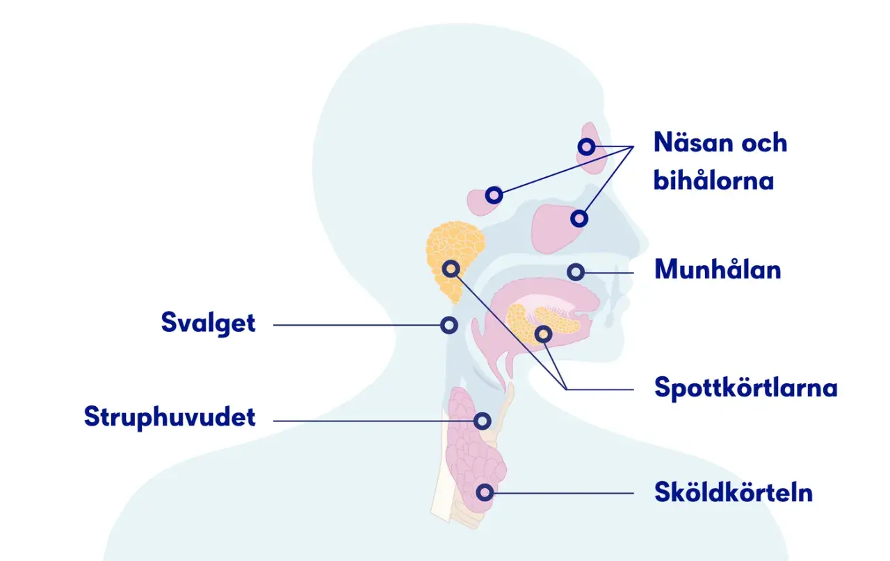 Illustration av huvud och hals med markerade områden som näsa, munhåla, spottkörtlar och struphuvud. Känns det som det kliar i halsen?