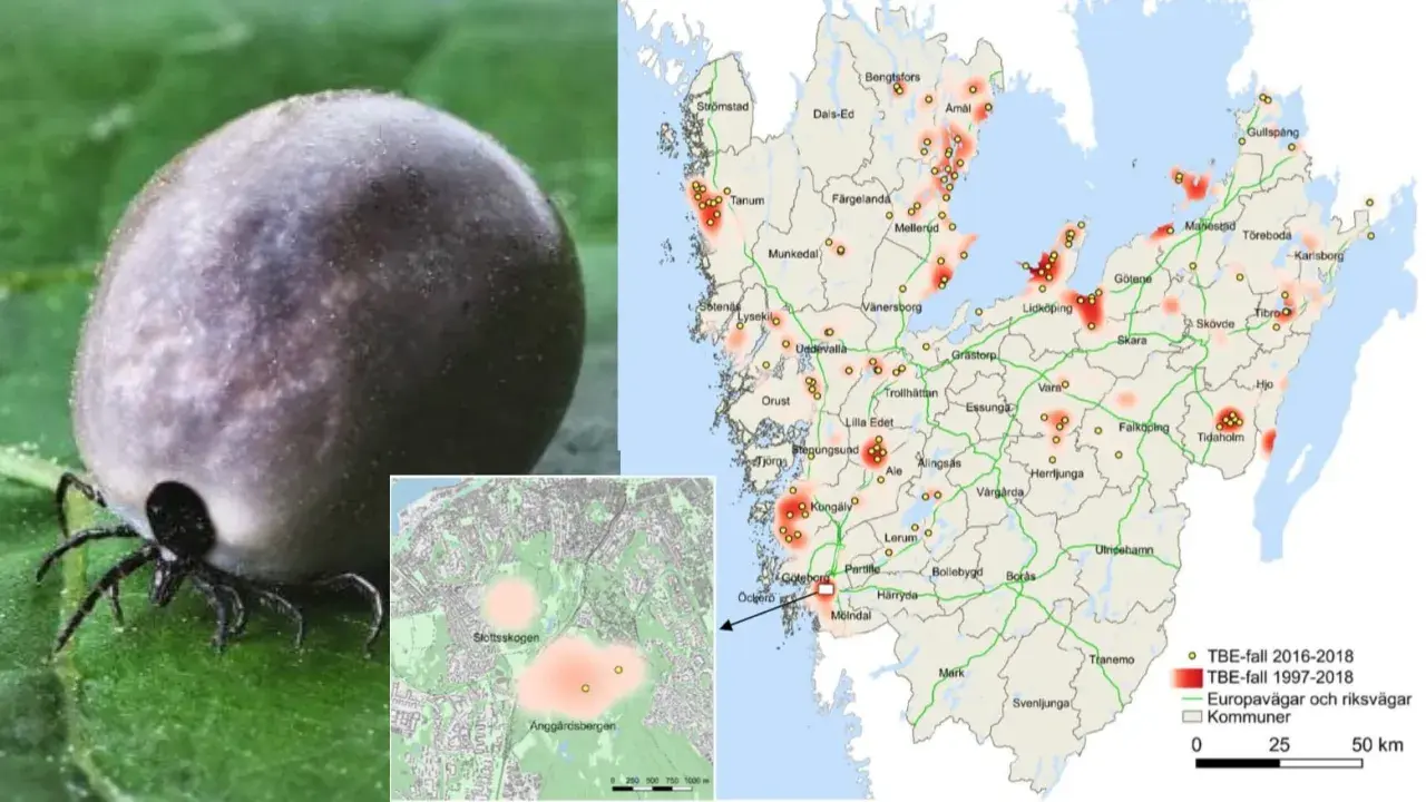 En fästing på ett blad. Kartor visar TBE-fall i Sverige, med områden där många drabbas. Det är viktigt att veta hur många får TBE varje år.