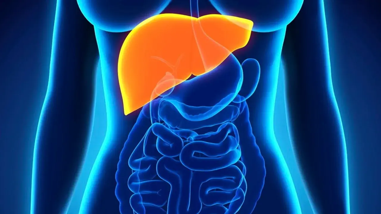 Illustration av en mänsklig torso med organ. Levern lyser i orange, vilket kan symbolisera behovet av hepatit b behandling.