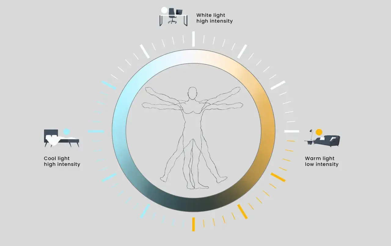 Diagram som visar hur ljus p&aring;verkar v&aring;r cirkadiska rytmen. Kallt ljus p&aring; morgonen, vitt ljus vid arbete och varmt ljus p&aring; kv&auml;llen.