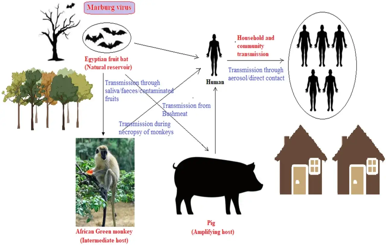 Diagram visar hur marburgvirus sprids från fladdermöss till apor, grisar och människor, med risk för samhällsspridning.