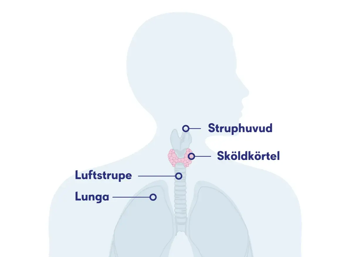 Illustration av halsen med sk&ouml;ldk&ouml;rteln, luftstrupen och lungorna. Sk&ouml;ldk&ouml;rteln kan orsaka struma symtom om den svullnar.