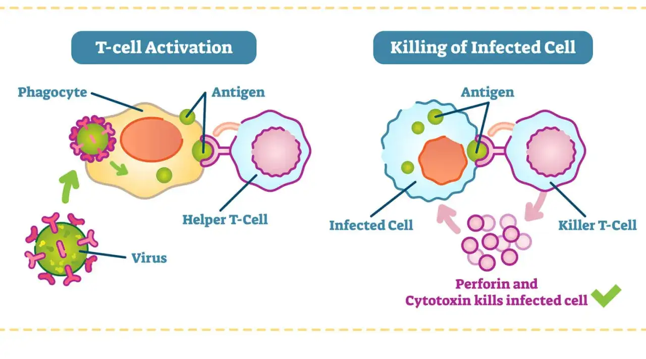 Illustration visar hur t-celler aktiveras och d&ouml;dar infekterade celler. En fagocyt presenterar antigen f&ouml;r en hj&auml;lpar-t-cell, som sedan aktiverar en m&ouml;rdar-t-cell att d&ouml;da en infekterad cell.