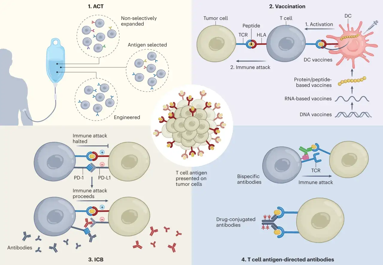 Illustration visar fyra metoder f&ouml;r immunterapi mot cancer: ACT, vaccination, ICB och antikroppar.