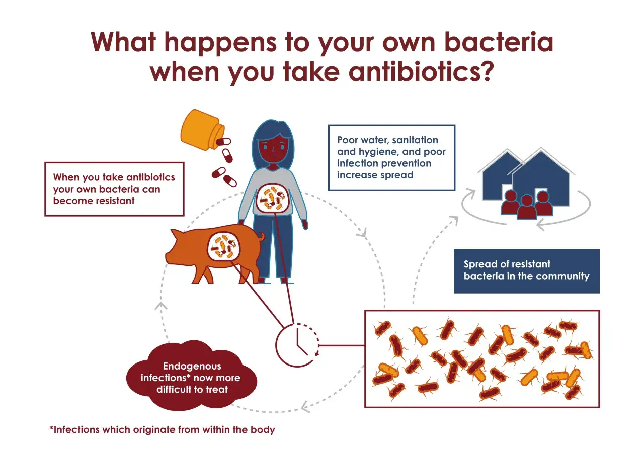 Antibiotika kan göra dina egna bakterier resistenta, vilket leder till svårare infektioner och spridning av multiresistenta bakterier i samhället.